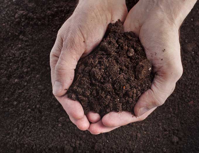 两只手捧着一堆正被添加到土壤中的肥沃的堆肥。
