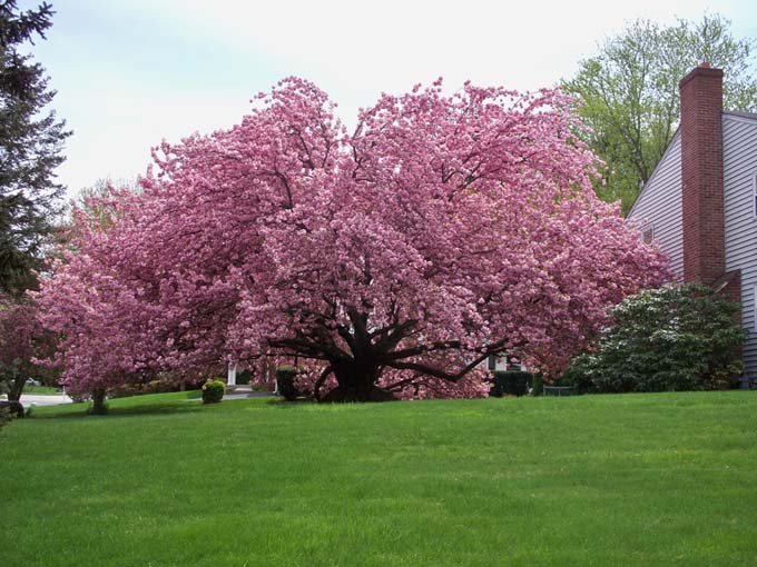 一棵巨大的“宽赞”树，每根树枝上都开满了粉红色的花，形成了一个宽阔的树冠，树枝伸向地面。前景是一片修剪整齐的绿色草坪，右边是一栋带砖砌烟囱和白色壁板的房子。