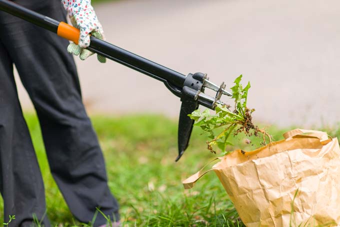 我对除草的看法| GardenersPath.com