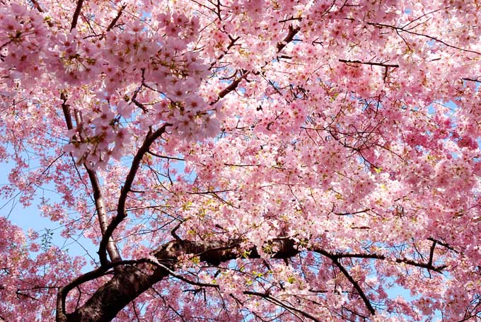 透过一棵高大的“Okame”樱桃树的树冠向上看，上面开满了粉红色的花。