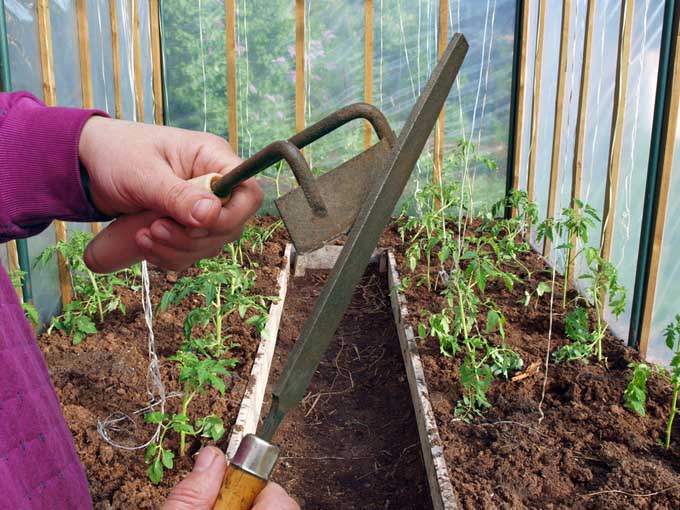 这张特写是两只手在用锉刀磨花园锄，照片拍摄于一个温室，背景是植物。BOB体育APP苹果下载