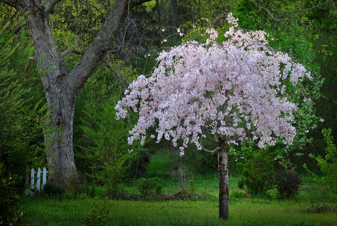 一颗小的，淡粉色的垂着花的樱桃，背景是绿色的草和各种灌木和树木。