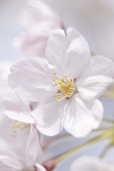 淡粉色“吉野”樱花特写，白色花药上有黄色花粉。