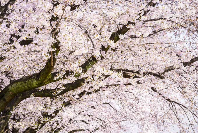 吉野樱花树在开花，覆盖的花朵在一个非常苍白的粉红色阴影。