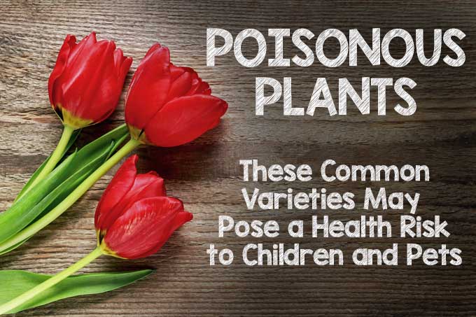 有毒植物:这11种常BOB体育APP苹果下载见的植物可能会对儿童和宠物造成健康风险
