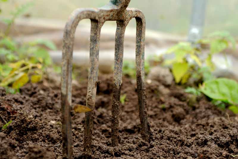 一个特写的土豆叉子卡在土在花园设置。
