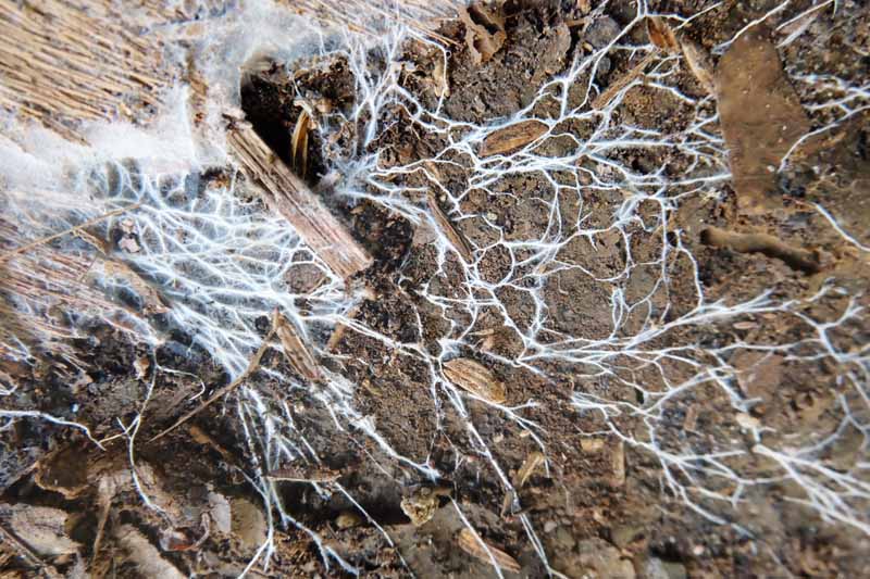 一种白色有益真菌在土壤中扩散的特写。