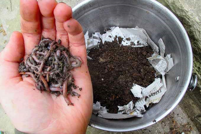 一把蚯蚓准备放置在一个金属蚯蚓堆肥容器，与报纸和土壤。
