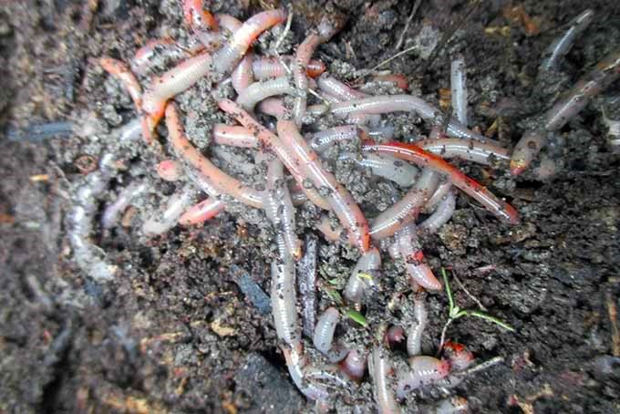 堆肥堆中的一群蠕虫的特写。