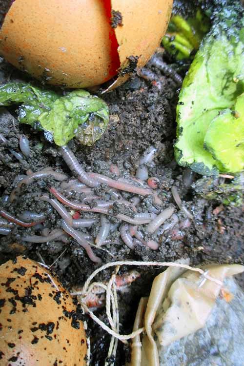一幅垂直图片，一群蚯蚓在堆肥堆中，周围是食物垃圾。