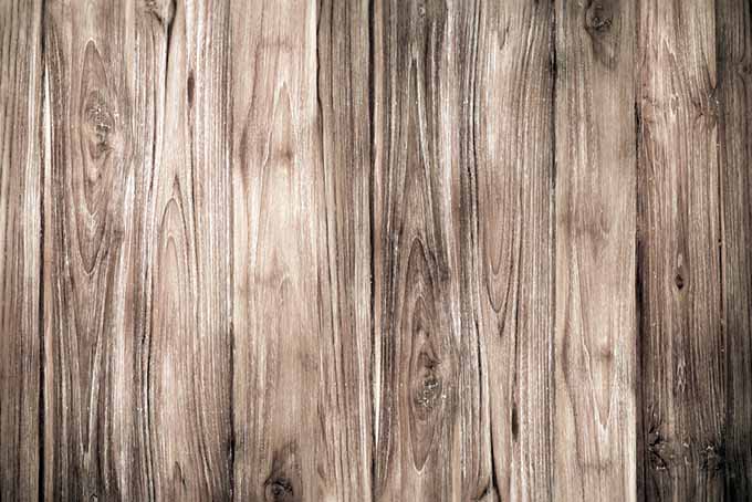 一个近距离的松木墙与谷物和结在木材清楚地可见。