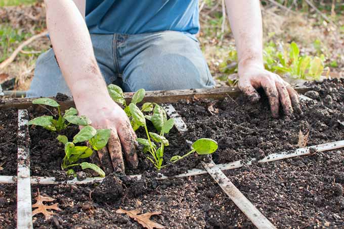 一个男人的手被用来把幼苗移植到一个平方英尺的花园里。