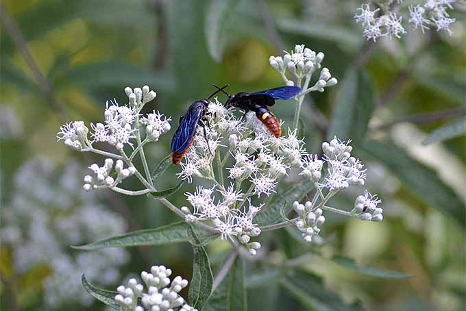 Bluewinged黄蜂和其他传粉者和本地野生动物会茁壮成长在你人道的花园,南希·劳森的这些技巧。| Gardenerspath.com