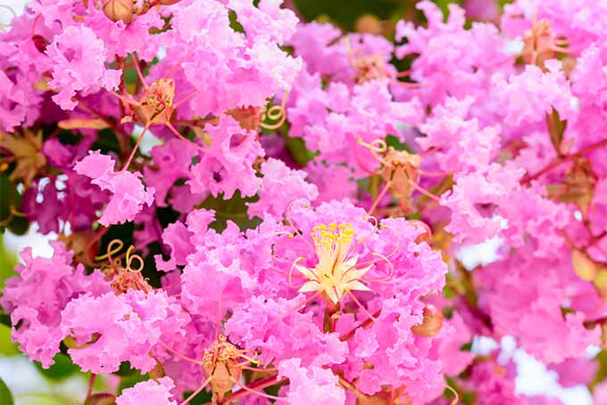 粉红色的紫薇在适当修剪的树上开花| GardenersPath.com