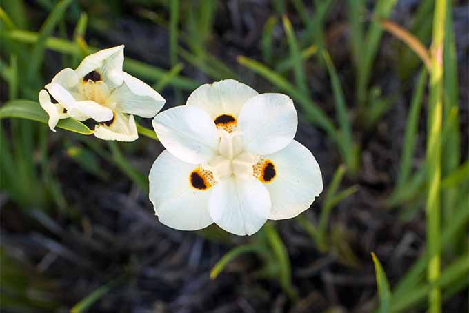 从修剪过的双色鸢尾花上获得可爱的花朵| GardenersPath.comBOB体育APP苹果下载