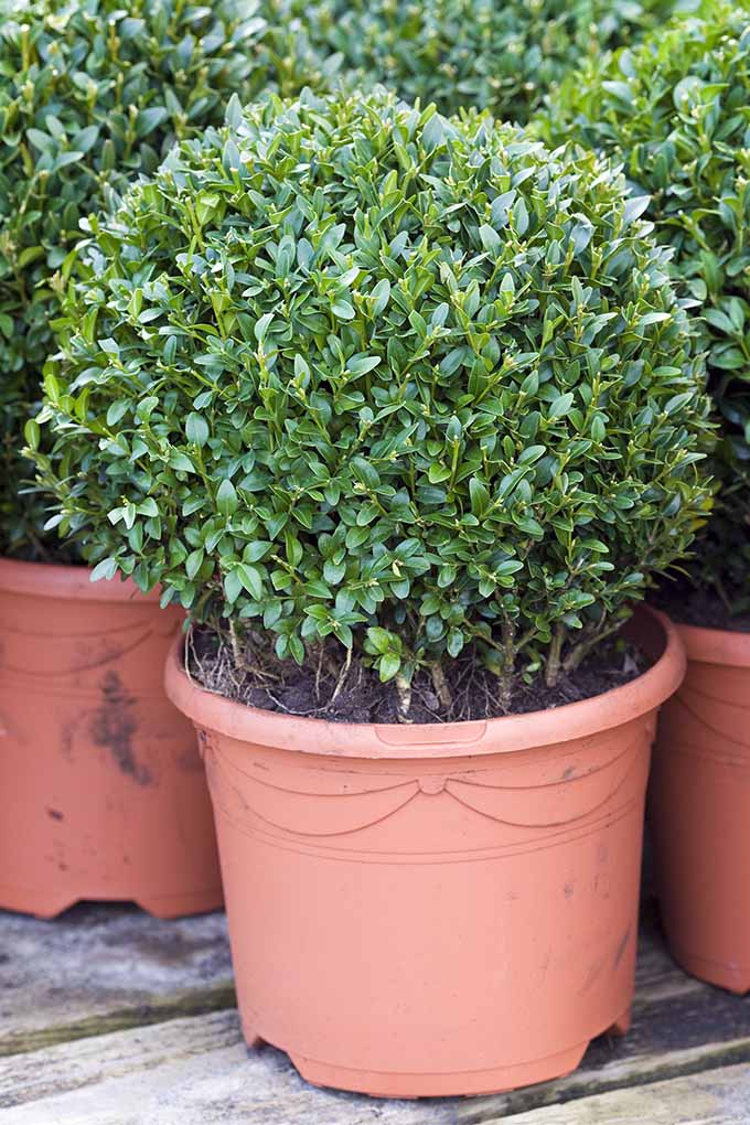 矮英国黄杨木是我们最常用的5种灌木之一://www.gaylienated.com/plants/ornamentals/best-shrubs-for-hedges/BOB体育APP苹果下载