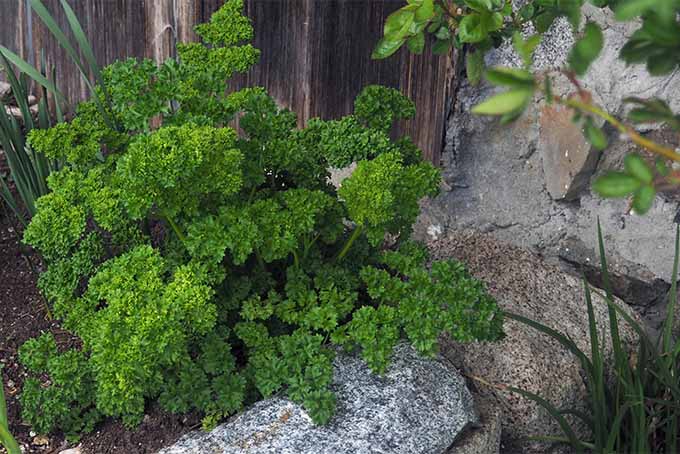 使用卷叶欧芹作为景观的重点植物| GardenersPath.com