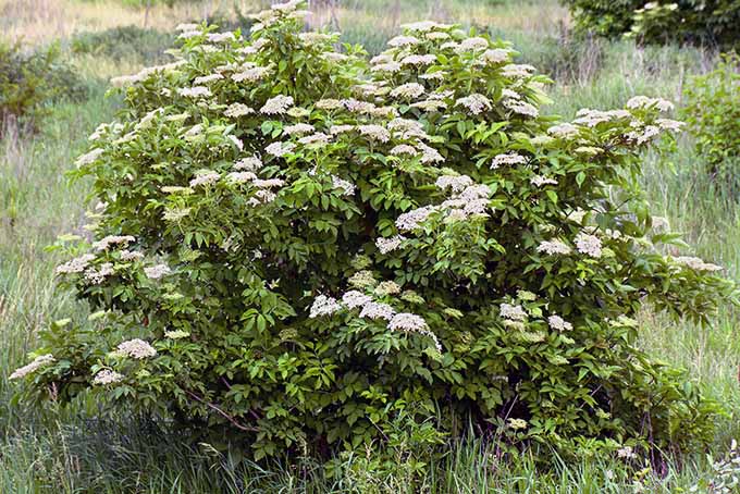 在花园里阴凉潮湿的地方种植接骨木