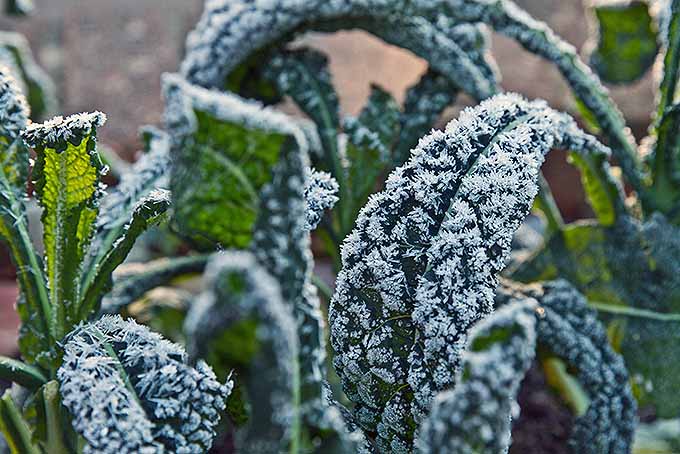 寒冷的早晨，寒冷丰盛的Lacinato羽衣甘蓝上结了霜。| GardenersPath.com