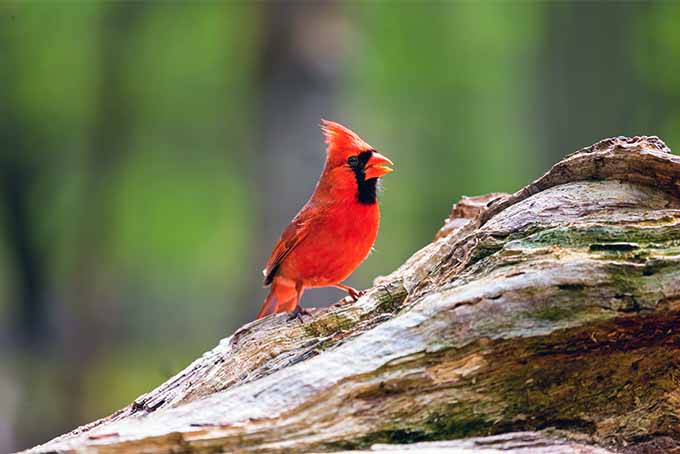 一个近距离的水平图像，一只红色的鸟在花园里栖息在一根木树枝上，在明亮的阳光下拍摄，绿色的软焦点背景。