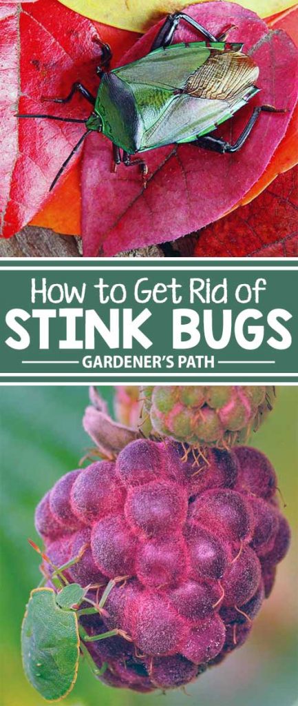 你的花园有臭虫吗?从园丁之路的专家那里学习如何将这些恶臭的、吃农产品的害虫一劳永逸地驱逐出你的花园。