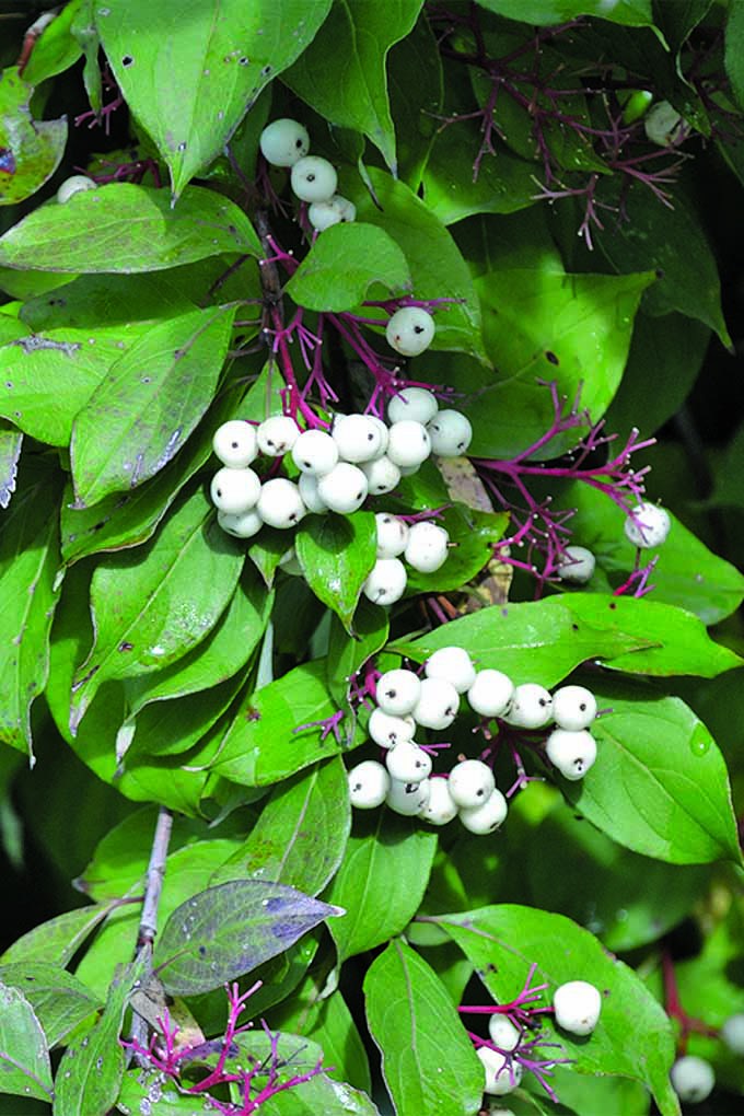 了解更多关于中西部当地生态系统的灌木和树木，就像这个华丽的雪莓。阅读更多信息://www.gaylienated.com/gear/gardening-books/midwestern-native-shrubs-trees/