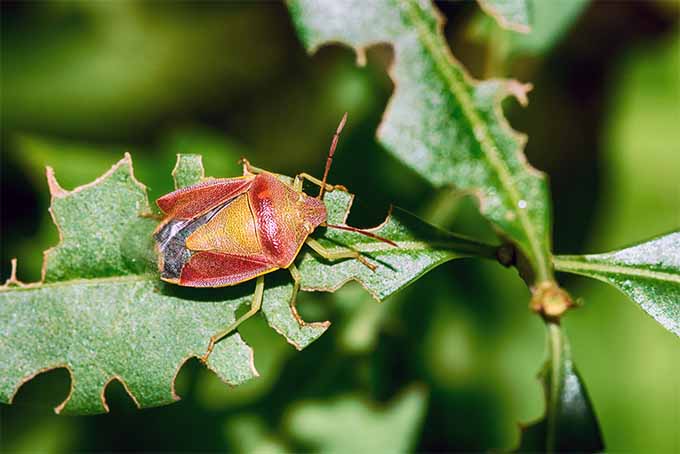 在明亮的阳光下，在柔和的绿色背景下，一只红色和橙色的臭虫在花园的一片叶子上的近距离水平图像。