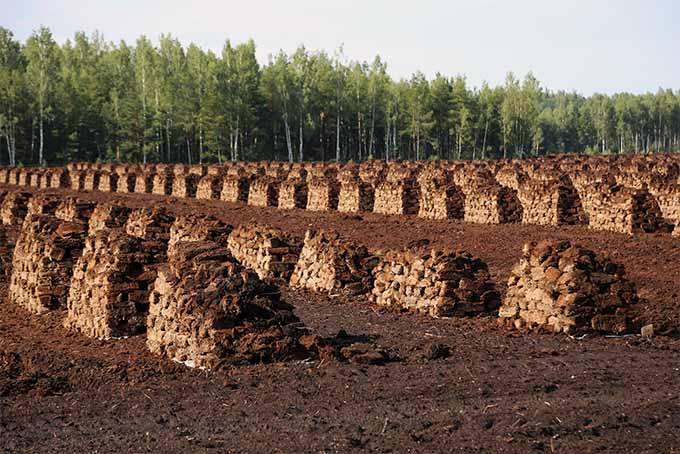 一堆堆砍下来的棕色泥炭苔藓矗立在一片泥土地里，背景是绿树。