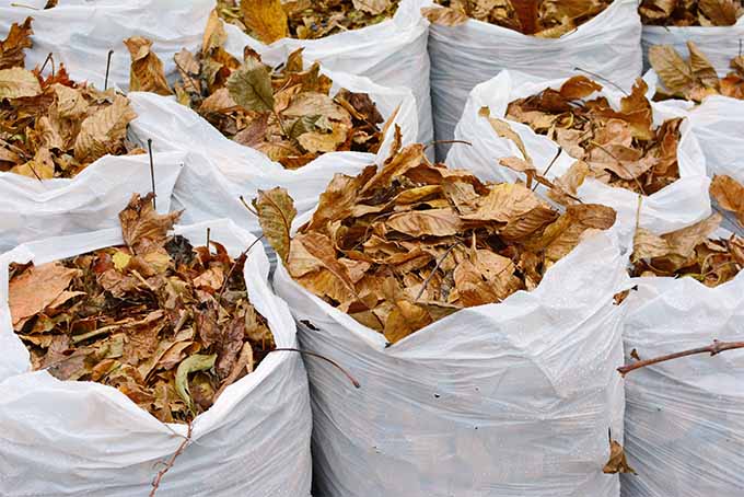 紧镜头显示几个大的白色塑料垃圾袋装着许多浅棕色的叶子。