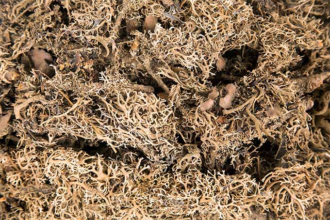 浅棕色，干燥的泥炭苔藓。