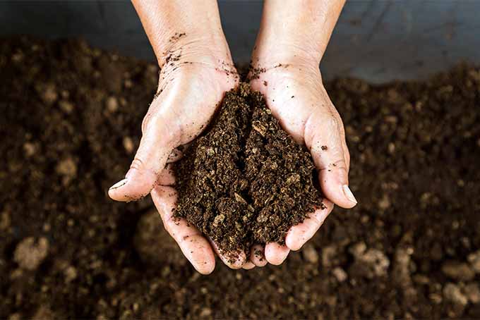 泥炭苔藓可以使块状土壤松弛| GardenersPath.com