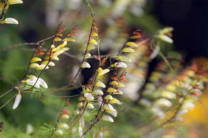 Mina lobata是一种快速生长的藤蔓植物，为景观增添了灿烂的色彩| GardenersPath.com