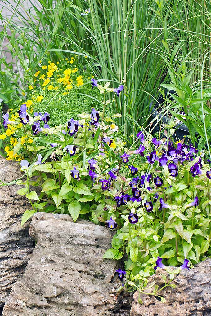 一个垂直图像的花园场景，紫色的花和灌木生长在景观岩石。