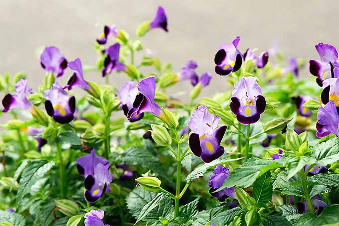紫色，薰衣草和白色小丑花| GardenersPath.com