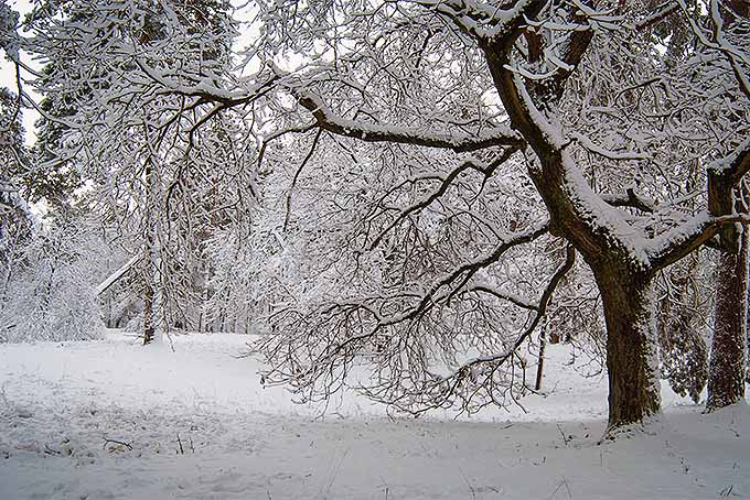 被雪覆盖的树木很容易受到冬天的伤害，除非提前保护