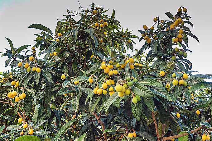 在灰色的天空背景下，一棵大的日本槐树挂满了亮黄色的果实。