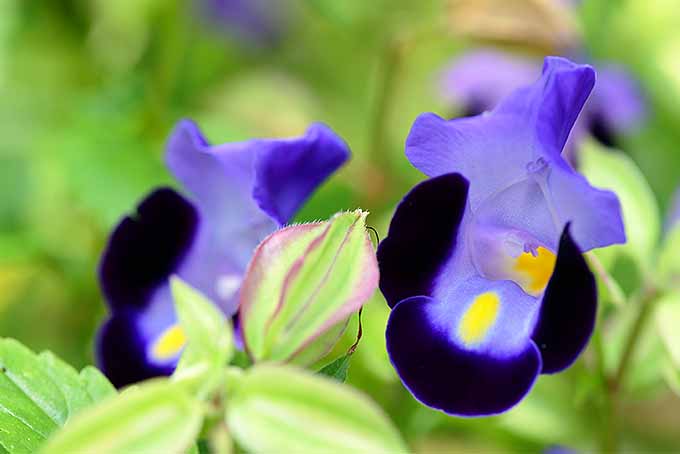 一个近距离的水平图像，蓝色，黑色和黄色的多色托雷尼亚花生长在花园的软焦点背景照片。