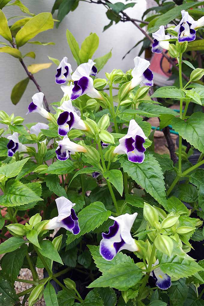 一个近距离垂直图像的T. fourneiri花生长在花盆在庭院与紫色和白色双色花。