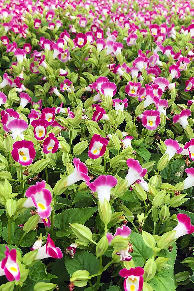 一个近距离垂直图像的一个带状的托雷尼亚花优雅的夏季花园与粉红色和白色的双色花。