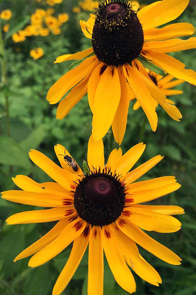 想把蜜蜂和其他授粉昆虫吸引到你的院子里吗?种黑眼睛的苏珊!试试我们的建议://www.gaylienated.com/plantsBOB体育APP苹果下载/flowers/grow-black-eyed-susan/
