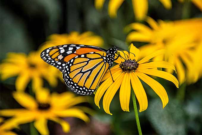 用R. hirta | GardenersPath.com把蝴蝶和其他传粉者带到你的院子里