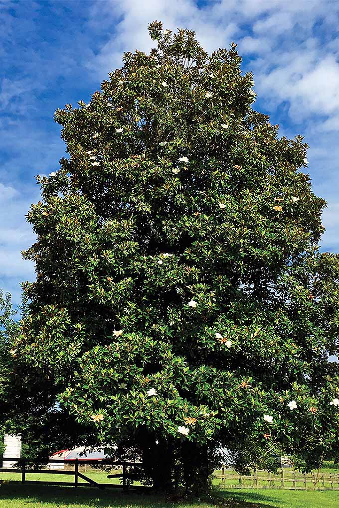 南玉兰(magnolia grandflora)。