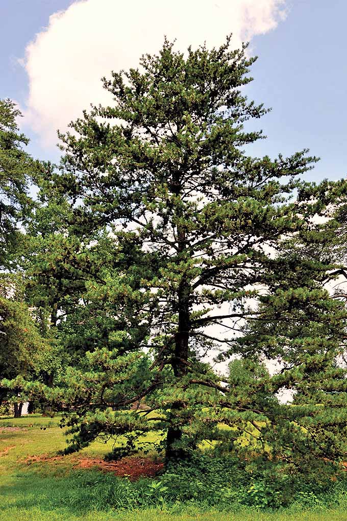 弗吉尼亚松(Pinus Virginia)。