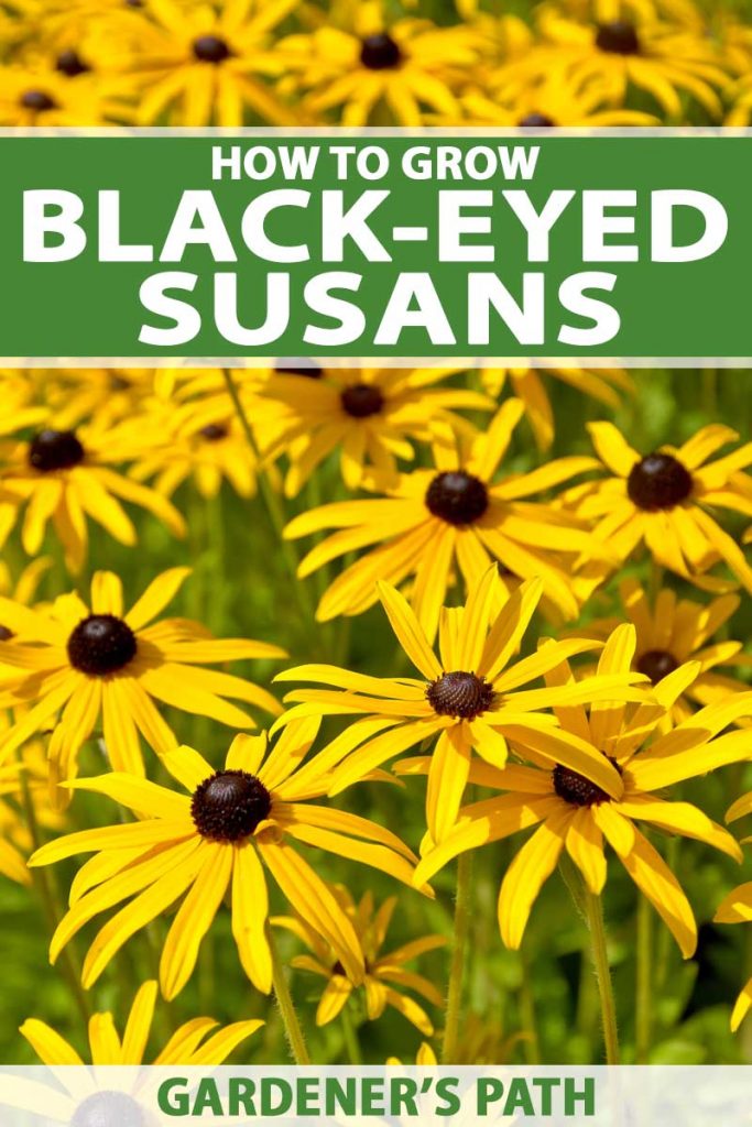 一簇黄色的黑眼苏珊花正在盛开。