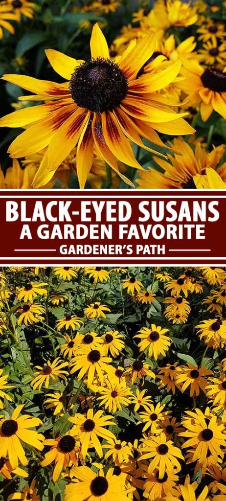 一组拼贴照片，展示了不同视角下盛开的黑眼苏珊花。