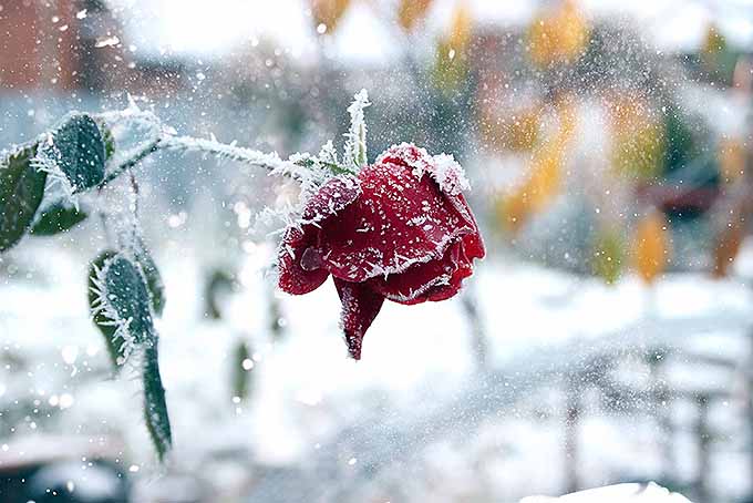 一朵玫瑰面对着初雪的寒冷| GardenersPath.com