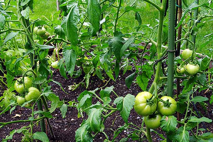 番茄还没有准备好采摘| GardenersPath.com