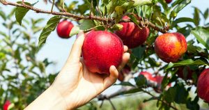一个人正在从支撑着许多美味果实的树枝上摘一个完全成熟、鲜红的苹果。