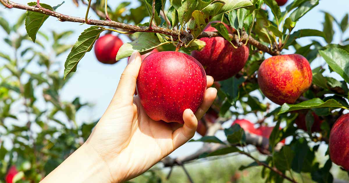 一个人正在一个完美成熟,鲜红的苹果从一个树枝,支持的许多美味的水果。