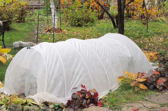 一小圈房子覆盖着白色的花园布为寒冷的秋天和春天的早晨提供防霜。
